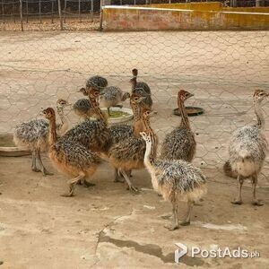 Healthy ostrich chicks and eggs available | PostAds PH