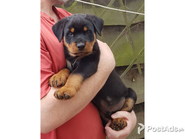 Rottweiler male and female Puppies for sale