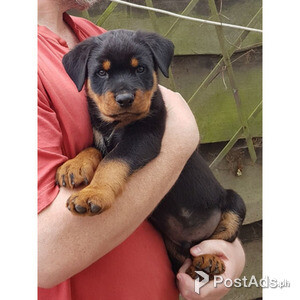 Rottweiler male and female Puppies for sale | PostAds PH
