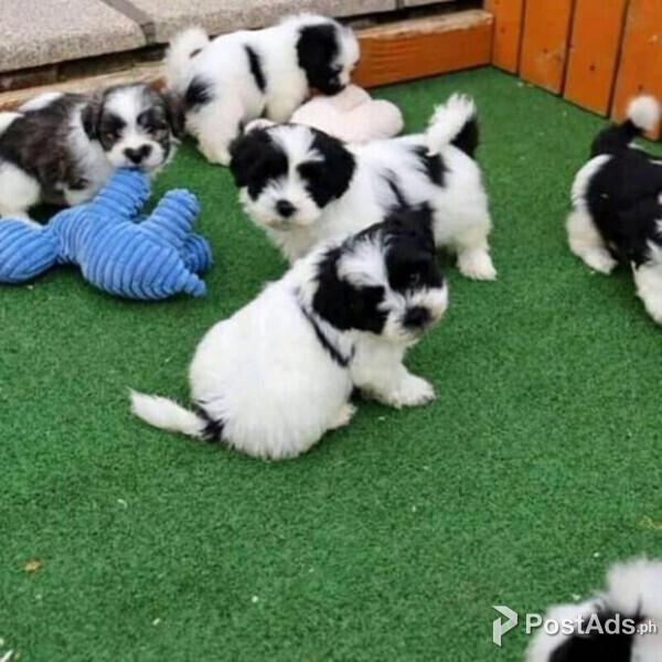 Shih Tzu For A Loving Home