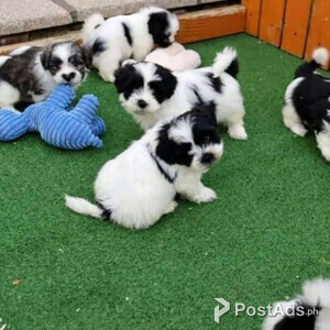 Shih Tzu For A Loving Home | PostAds PH