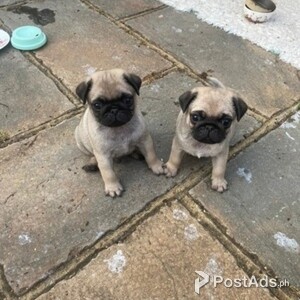Beautiful Pug puppies for good home2 | PostAds PH