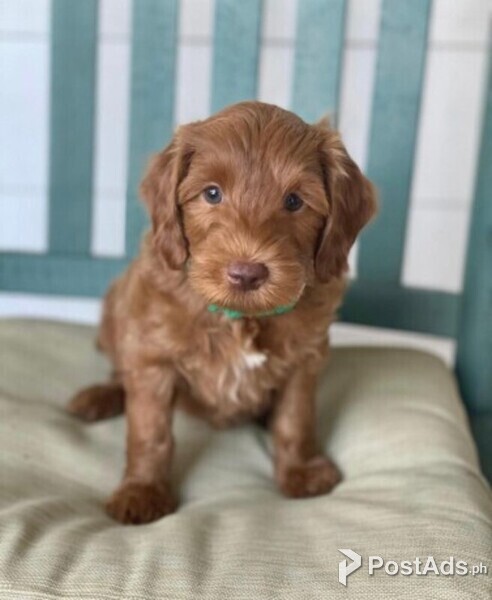 .Labradoodle Puppies For Sale