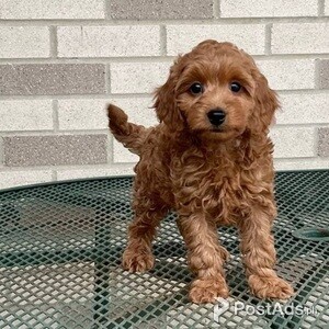 COCKAPOO PUPPY FOR SALE | PostAds PH