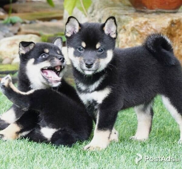 Shiba inu puppies ready for new homes 