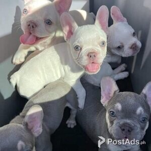 French bulldog puppies | PostAds PH