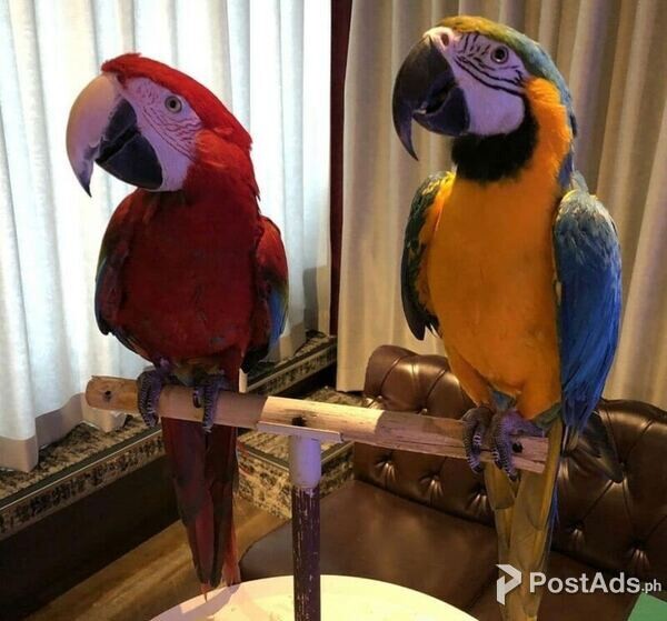 MACAW PARROT