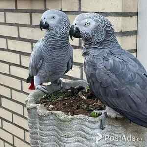 AFRICAN GRAY PARROT | PostAds PH