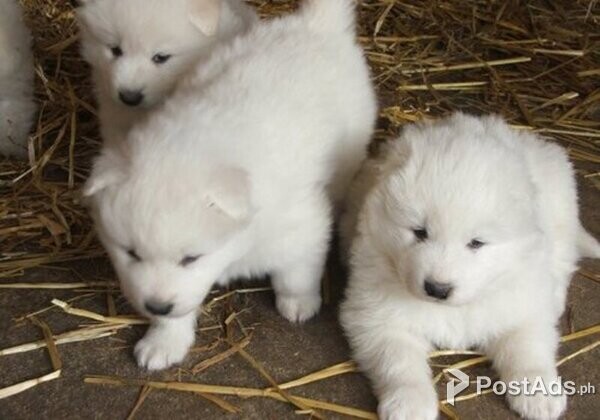 Samoyed puppies for adoption