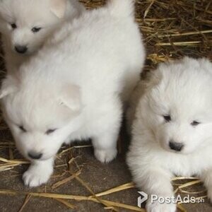 Samoyed puppies for adoption | PostAds PH