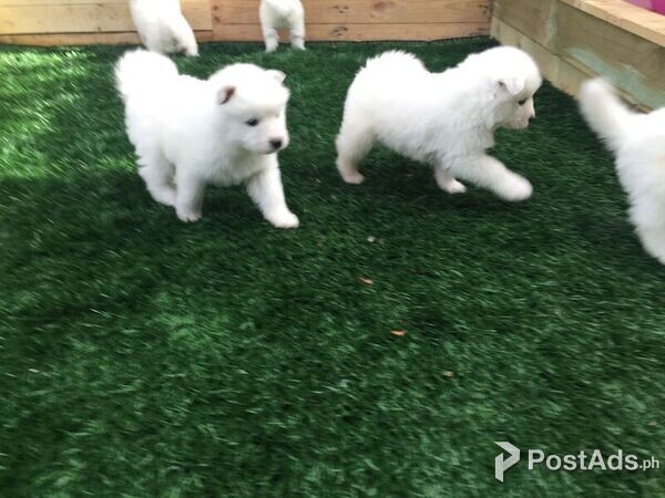 active Samoyed puppies for adoption