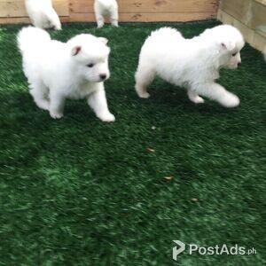 active Samoyed puppies for adoption | PostAds PH