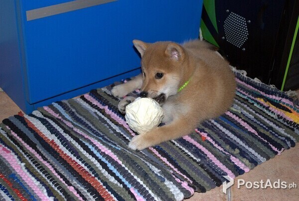Quality and well trained Shiba Inu puppies