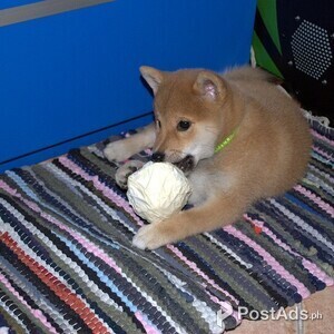 Quality and well trained Shiba Inu puppies | PostAds PH