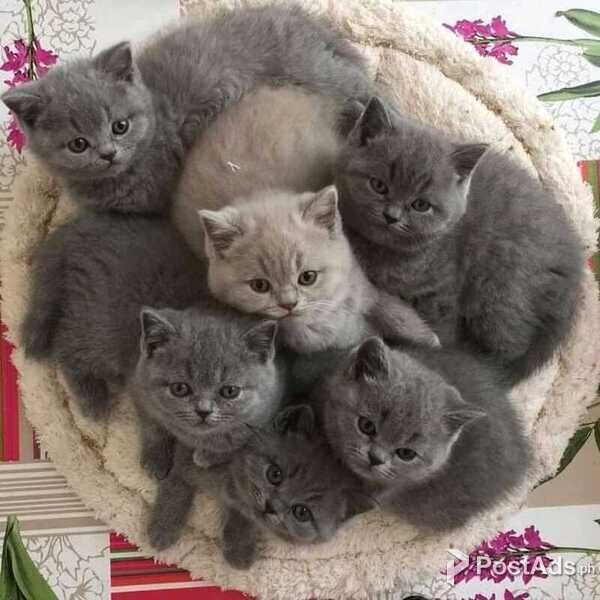 purebred british shorthair kittens