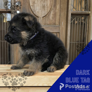 German Shepherd Puppies (Quality) | PostAds PH