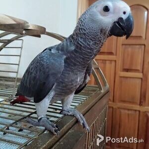 A Pair of African Parrost | PostAds PH