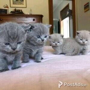 british sorthair kittens for rehoming | PostAds PH