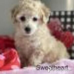 PRESLEY - POODLE (TOY) PUPPY FOR SALE | PostAds PH