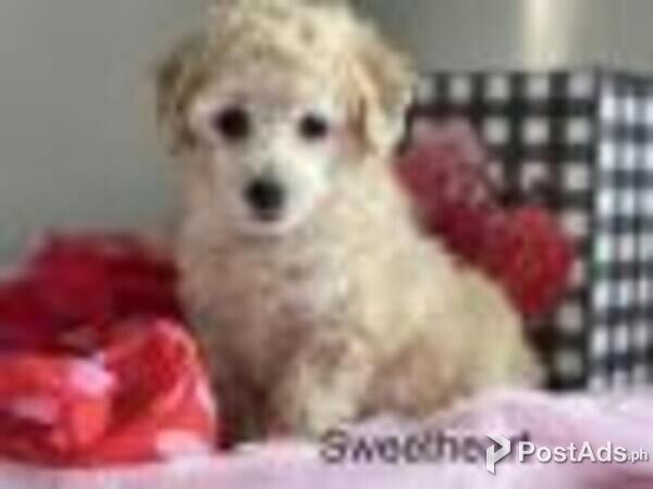 TEDDY - POODLE (TOY) PUPPY FOR SALE