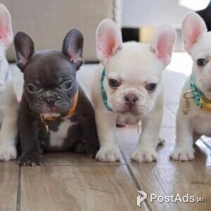 French Bullies | PostAds PH