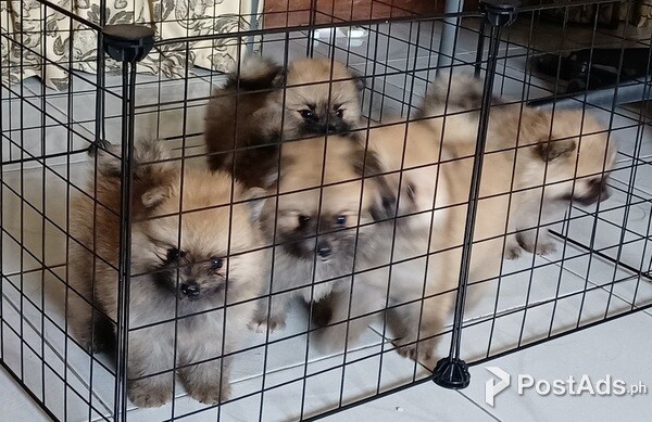 Pomeranian puppies