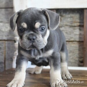French Bulldog Puppies for Sale | PostAds PH
