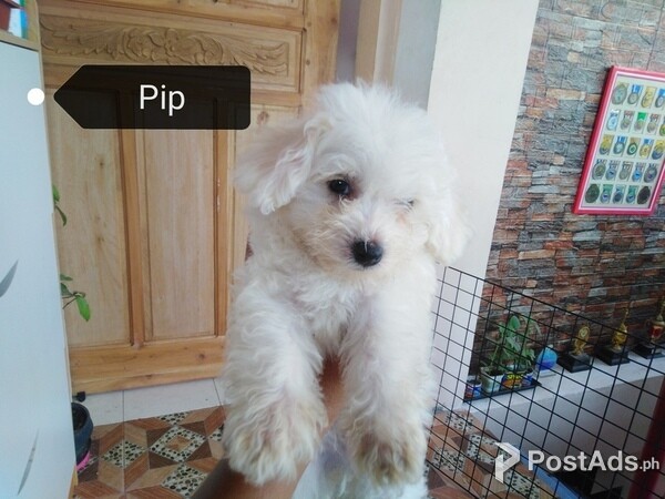 Shih Poo Pupps