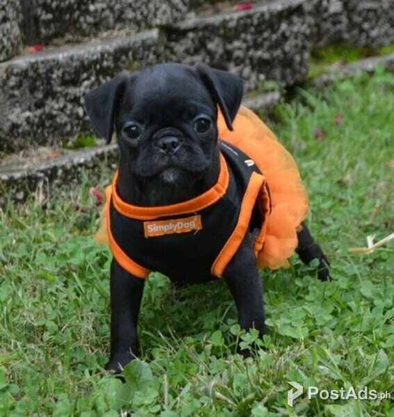 Cute Pug puppies ready now