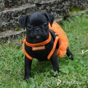Cute Pug puppies ready now | PostAds PH