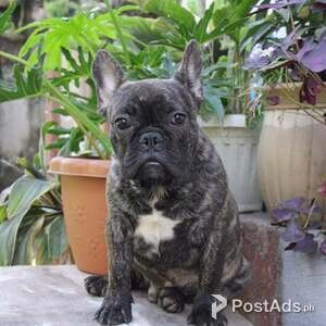 French Bulldog | PostAds PH