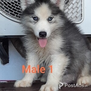 Quality Thailand import line Husky puppies for rehoming | PostAds PH