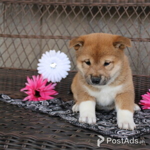 SHIBA INU PUPPIES | PostAds PH