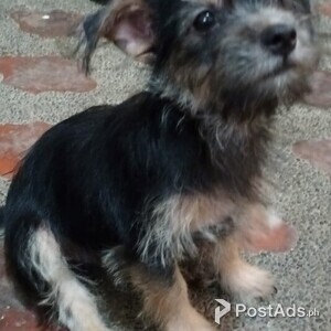 Morkie Puppies | PostAds PH