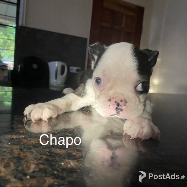 QUALITY BOSTON TERRIER PUPPIES