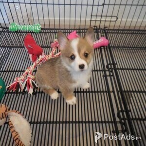 Purebred Pembroke Welsh Corgi Puppies For Sale | PostAds PH