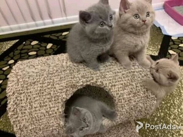 kittens for adoption