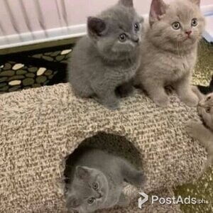 cats for adoption | PostAds PH