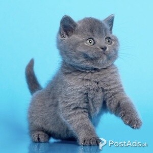Two Amazing British Shorthairs Available | PostAds PH