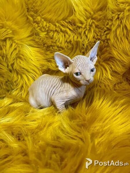Gorgeous Sphynx Babies For Rehoming 
