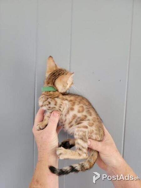 Amazing Bengal Kitten
