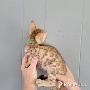 Amazing Bengal Kitten | PostAds PH