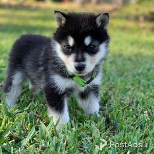Alaskan Malamute | PostAds PH