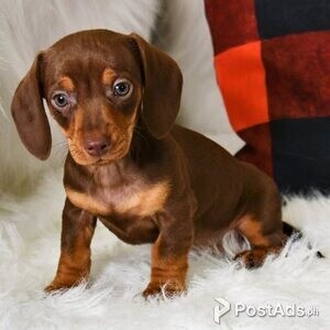 Cute Dachshund Puppies | PostAds PH
