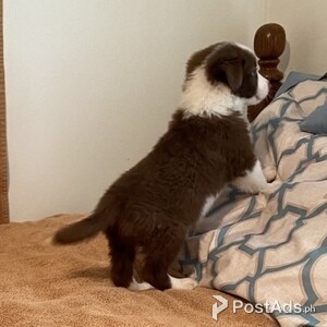 Pure Breed Border Collie Puppies. | PostAds PH