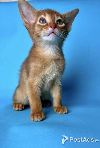 Abyssinian Kittens