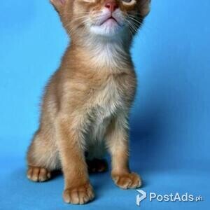 Abyssinian Kittens | PostAds PH