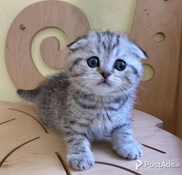 Cute Scottish Fold Kittens Kitten