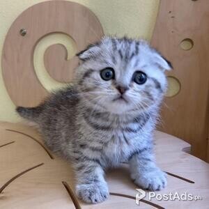 Cute Scottish Fold Kittens Kitten | PostAds PH