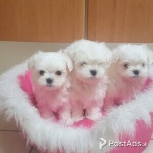 playful maltese puppies | PostAds PH